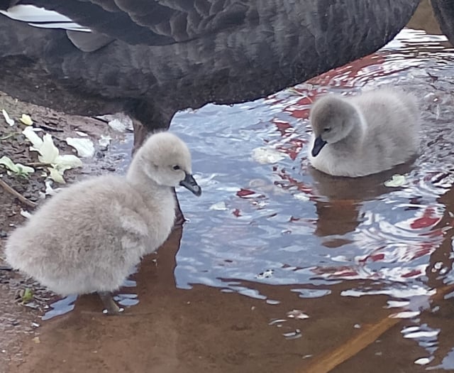 Dawlish cygnets protected by footpath closure