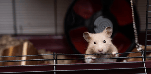 Number of investigations into illegally imported pets at five-year low