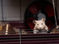 Number of investigations into illegally imported pets at five-year low