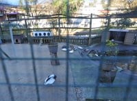 £950 Raised for Dawlish bird fund