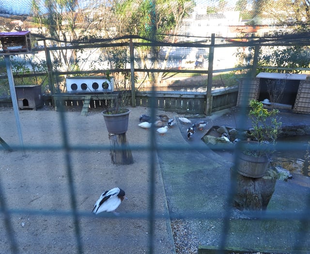 £950 Raised for Dawlish bird fund