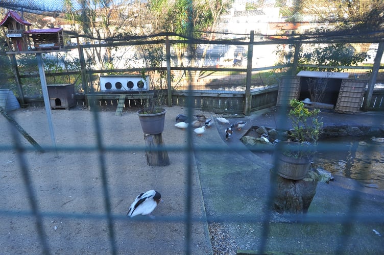 Water fowl aviary at Dawlish