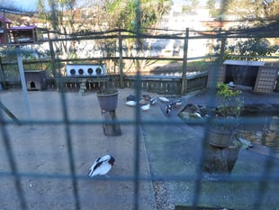 Flu-hit aviary shut for 12 months 