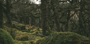 Report calls for protection to help temperate rainforests thrive