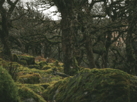 Report calls for protection to help temperate rainforests thrive