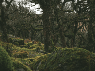 Report calls for protection to help temperate rainforests thrive