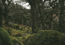 Report calls for protection to help the South West’s temperate rainforests thrive