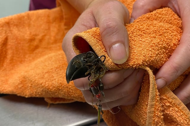 Vet saves seagull from fish hook