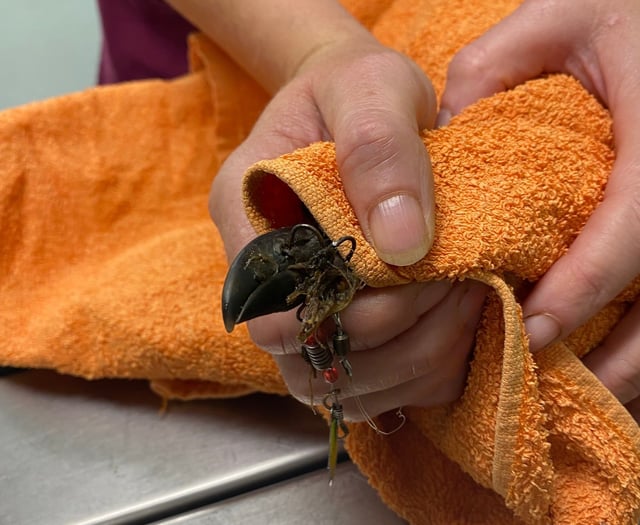 Vet saves seagull from fish hook