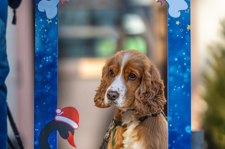 Dog and human Christmas selfie boards are new to Dawlish Christmas festivities. Photo Dawlish Chamber of Trade 