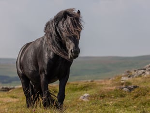 Inside the challenge of caring for feral ponies
