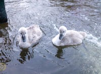 Missing Black Swan cygnets feared lost
