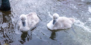 Missing Black Swan cygnets feared lost