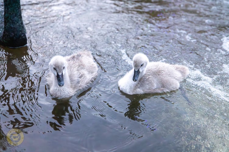 The two young Black Swan cygnets are missing. Photo Dawlish Waterfowl 