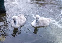 Missing Black Swan cygnets feared lost in Dawlish