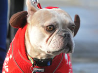 Charity launches search for rescue pet stars