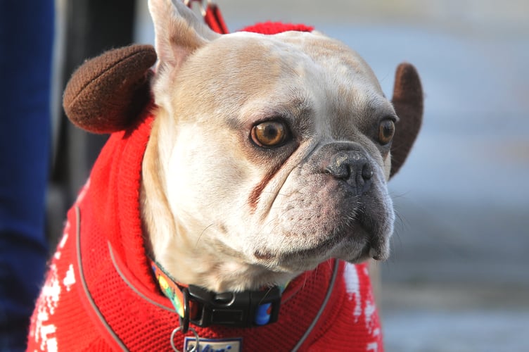 Dog Friendly Carol Service in Newton Abbot