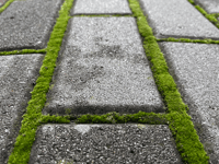 Council to tackle pavement overgrowth issues