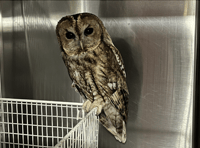 Police officer's heroic owl rescue