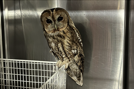 Devon & Cornwall Police