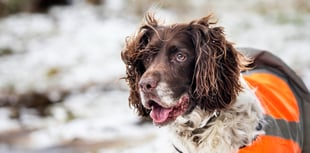 Keep animals safe with RSPCA cold weather tips