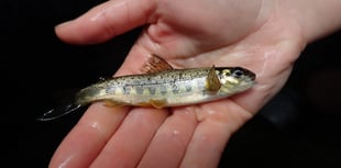 Salmon return to River Teign after restoration