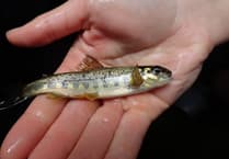 Salmon thrive on River Teign again!