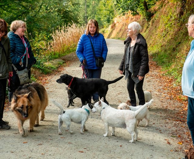 Explore Haldon Forest Park with your dog