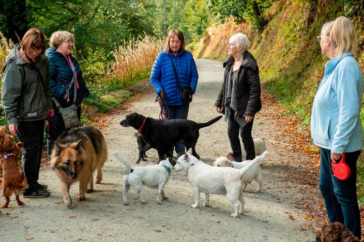 A social dog walk at Haldon Forest. photo Forestry England