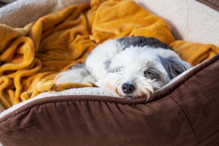 Four-legged friends best stay in the warm at Storm Goretti moves in