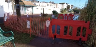 Black Swans of Dawlish breeding again