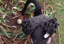 Dawlish Swans' new egg after nest move