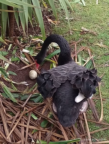 Dad Bert on the nest at Dawlish. Photo Noreen Goodchild