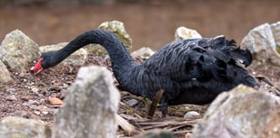 Black swans settle on third nesting site 