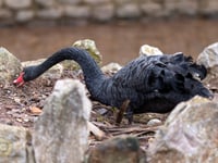 Black swans settle on third nesting site 