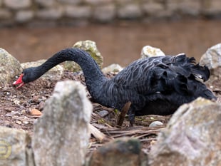 Black swans settle on third nesting site 