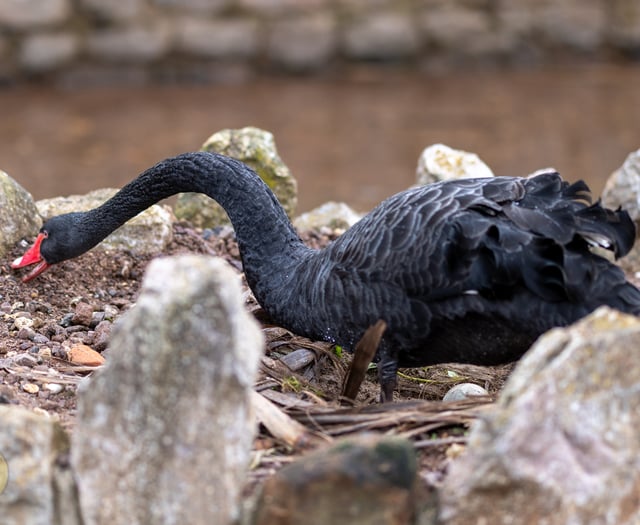 Black swans settle on third nesting site 