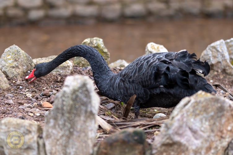 Latest Black Swan nest in Dawlish. Photo Coast Cams/Dawlish Waterfowl 