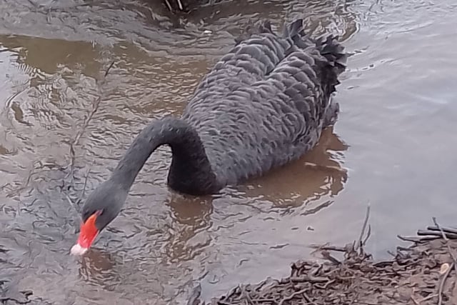 Two eggs now laid by Black Swan pair 