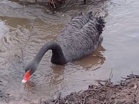 Two eggs now laid by Black Swan pair 