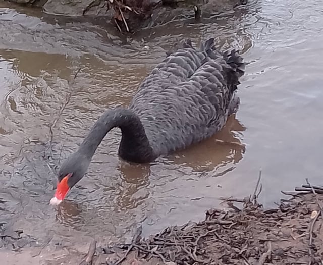 Two eggs now laid by Black Swan pair 