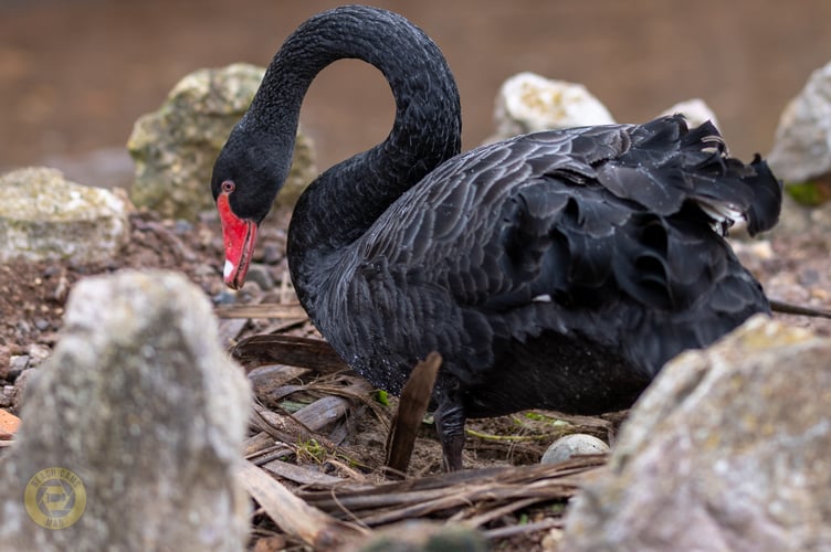 The Black Swan nest in Dawlish. Photo Dawlish waterfowl wardens 