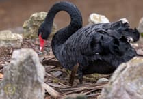 Black swans lay four eggs in Dawlish