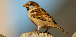 Take part in this year's Big Garden Birdwatch