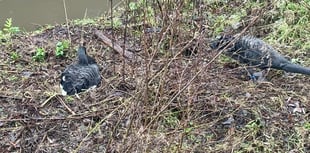 WATCH: Second Dawlish Black Swan pair lays eggs