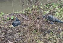 New Black Swan pair lays eggs in Dawlish