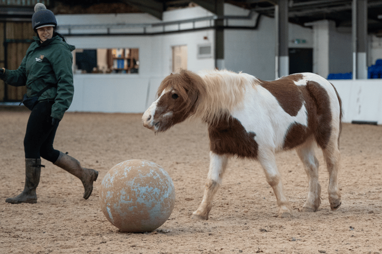 Mare and Foal Sanctuary