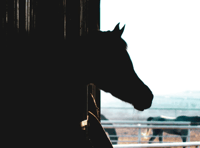 Young farmers turning manure into money