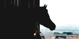 Young farmers turning manure into money