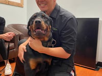 Puppy Tonka's life transformed by vet surgery